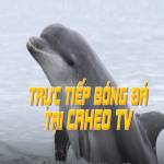 caheotvnet TV Profile Picture