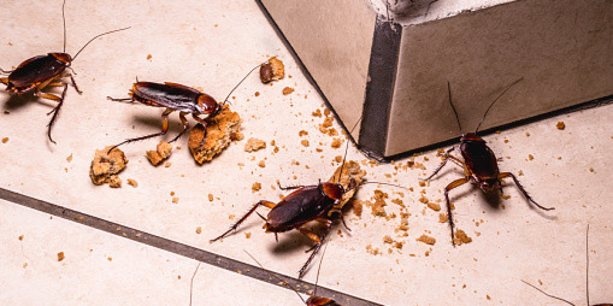 5 Major Problems With Cockroaches In Household