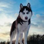 Siberian Husky T Shirt Profile Picture