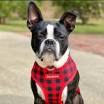 Boston Terrier T Shirt Profile Picture