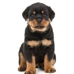 Rottweiler T Shirt Profile Picture