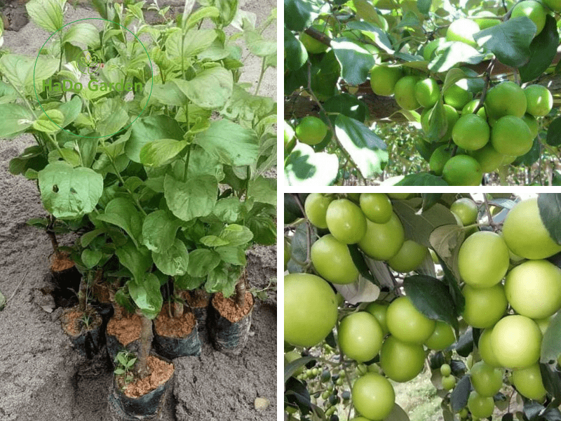 Cây giống táo T5 trái to dễ trồng tỷ lệ ra hoa đậu quả cao