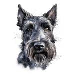 Schultes Scottish Terriers Profile Picture