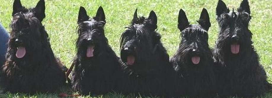 Schultes Scottish Terriers Cover Image