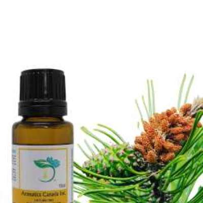 Pine Organic Essential Oil Profile Picture