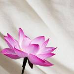 lotus fabric Profile Picture