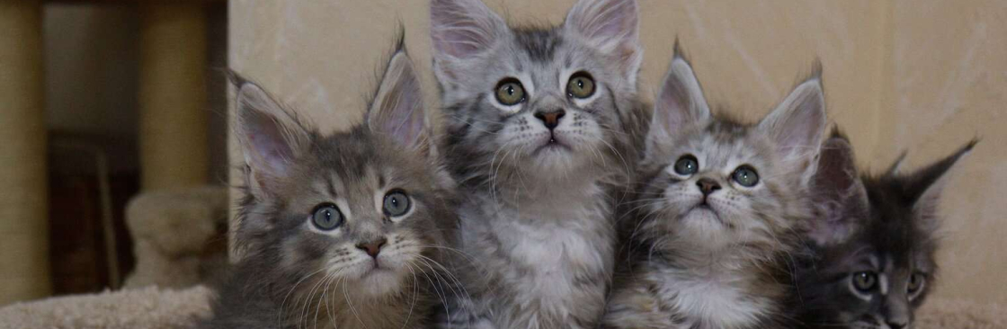 mainecoon kittens Cover Image