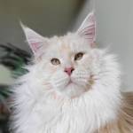 mainecoon kittens Profile Picture