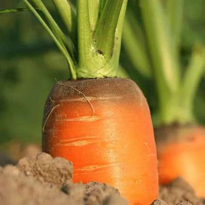 Carrot (Macerated) Carrier Oil Profile Picture