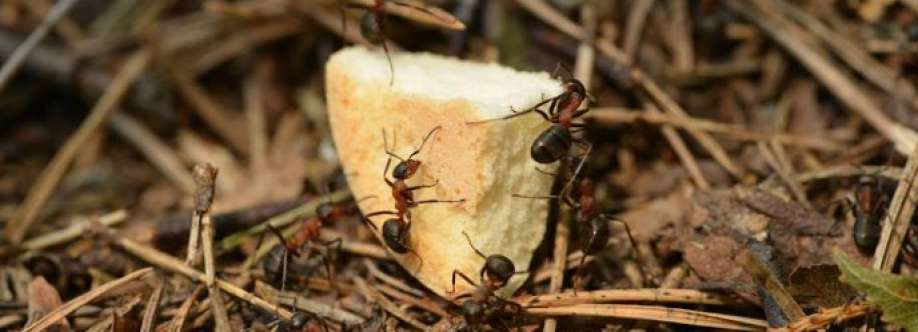 Ant Pest Control Melbourne Cover Image