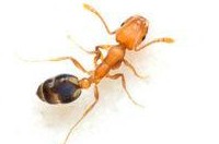 Ant Pest Control Bellfield, Ant Removal Bellfield, Pest Control Near me